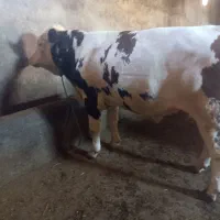 گوساله سیمینتال