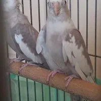 عروس هلندی|پرنده|تهران, هلال احمر|دیوار