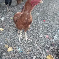 خروس لاری درشت