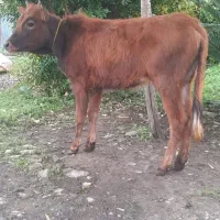 گوساله ماده دورگ محلی  لیشه گاو