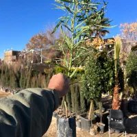 نهال اکاسیاه نهالستان زرقان