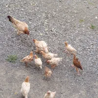 تیش محلی اصل2رگه افغانی محلی