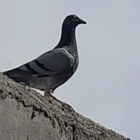 فروش جوجه سبز نر مسافتی