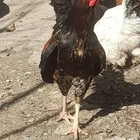 خروس دورگه|حیوانات مزرعه|مینودشت, |دیوار