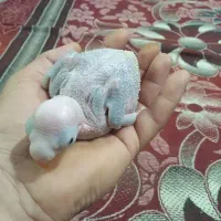 جفت شاه طوطی|پرنده|بندر ماهشهر, |دیوار