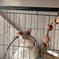 فنج نروماده