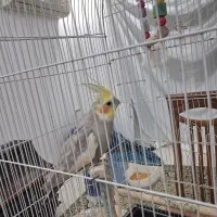 طوطی عروس بالغ|پرنده|آستانه اشرفیه, |دیوار