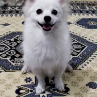 پامرین ۵ماه سایز کوچیک