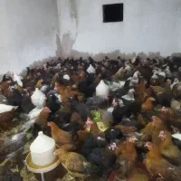 مرغ محلی 7ماهه واکسن زده|حیوانات مزرعه|دزفول, |دیوار