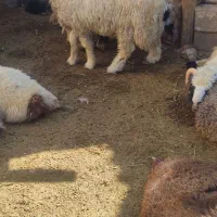 بره نر چاق کوار|حیوانات مزرعه|طسوج, |دیوار