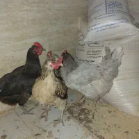 چهار عدد مرغ بالغ و تخم گذار