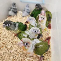 جوجه سرلاکی طوطی گرینچیک