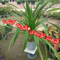 حراج گل‌خونه‌ای بدون واسطه