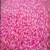 گندم باران اصلاح شده
