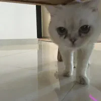 گربه|گربه|قروه, |دیوار