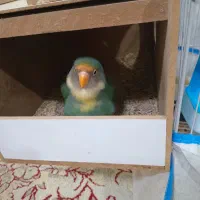 طوطی برزیلی