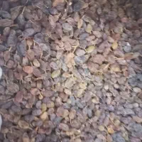 کشمش سایه خشک