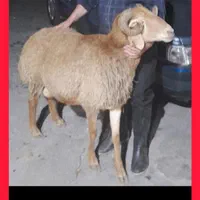 گوسفند زنده پرواری نصف به نصف گوشت