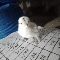 جوجه کوشین  معاوضه هم میشه   چیزی بکارم بیاد|حیوانات مزرعه|خوش‌رودپی, |دیوار