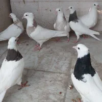 طوقی و کبوتران سرور وسرخ وپرستویی|پرنده|امیرکلا, |دیوار