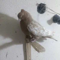 کبوتر|پرنده|شیراز, تندگویان|دیوار
