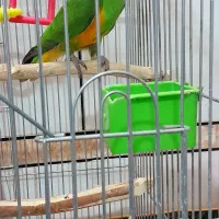 طوطی سنگال|پرنده|خمینیشهر, |دیوار