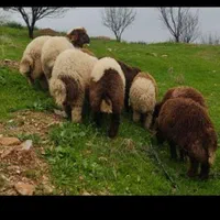 گوسفند و دام زنده ی البرز کرج