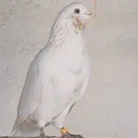کبوتر|پرنده|سیرجان, |دیوار