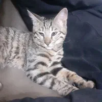 واگزاری گربه|گربه|تهران, اتابک|دیوار