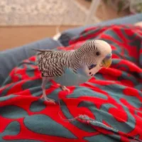 مرغ عشق گم شده