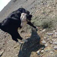 جلب سیمینال