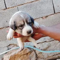 توله سگ سرابی|سگ|بیلوار, |دیوار