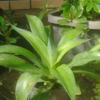 گل اگاو|گل و گیاه طبیعی|اصفهان, قهجاورستان|دیوار