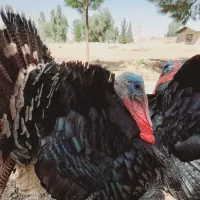 فروش بوقلمان نر|حیوانات مزرعه|رفسنجان, |دیوار