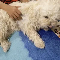 شیتزو ماده|سگ|باغستان, |دیوار