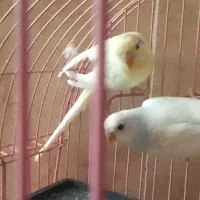 دو عدد مرغ عشق جفت|پرنده|محلات, |دیوار