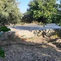 فروش باغ بادام وپسته|فروش دفتر صنعتی، کشاورزی، تجاری|کوهنجان, |دیوار