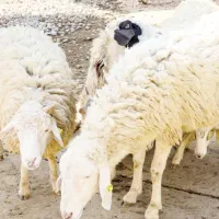 .گوسفند زنده اورگانیک.ب شرط نصفه.خونی|حیوانات مزرعه|مشهد, نوید|دیوار