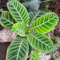 انواع گل‌های تازه