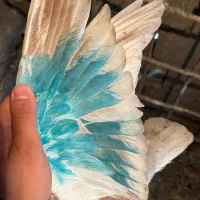 ۶ عدد کفتر خوب