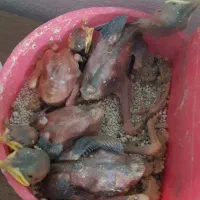 جوجه مینا سرلاکی