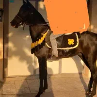 اسب کرد|اسب و تجهیزات اسب‌سواری|داورزن, |دیوار