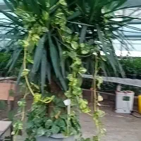 یوکا بسیار زیبا و قوی، 10 ساله، تنه بنسای،