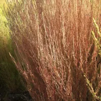 جارو شهرداری ،محلی|لوازم نظافت|اندیمشک, |دیوار