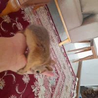 گربه|موش و خرگوش|تبریز, |دیوار