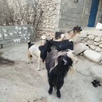 چهار راس بز با پازن بختیاری|حیوانات مزرعه|دهدشت, |دیوار