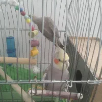 یک جفت عروس هلندی نر و ماده