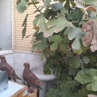 کبوتر رواعب|پرنده|قم, گلزار|دیوار