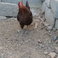 چهار تا مرغ تخم گذار|حیوانات مزرعه|خوی, |دیوار