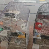 طوطی برزیلی